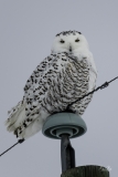 D8501994-Snowy-Owl-on-a-power-line