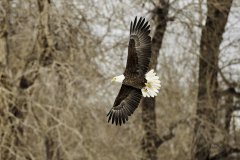 D8504503-Bald-Eagle-on-the-hunt
