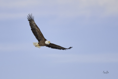D8504527-Bald-Eagle-soaring-over-the-Bow-river