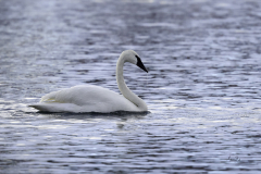 D8504740-Trumpeter-Swan-on-the-Bow-River