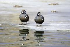 D8505127-Two-male-Harlequin-ducks-on-a-warm-winters-day