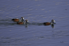 D8505190-Three-male-Harlequin-ducks-on-the-Bow-River