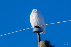 D850_7628-Snowy-Owl-scaled