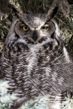 Great-Horned-Owl