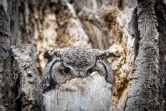 Great-Horned-Owl-on-Nest