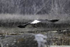 NZ80584-Bald-eagle-with-trout-lift-off-1