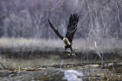 NZ80586-Bald-eagle-with-trout-lift-off-1