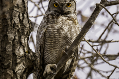 NZ80961586-Great-Horned-owl-staring-from-a-tree-1
