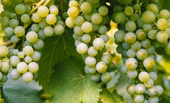 Grapes-on-the-vine-8500386