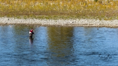 Fly-Fisherman-on-The-Bow-River-in-Autumn
