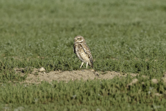 8500939-Burrowing-Owl-Grasslands-National-Park