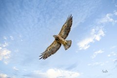 8503084-Swainsons-hawk