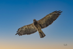 8503097-Swainsons-hawk