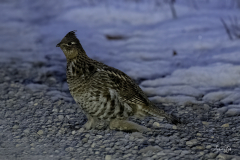 8509696-Ruffed-Grouse