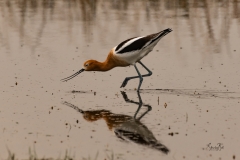 American-Avocet-Recurvirostra-americana-8502153