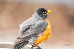 American-Robin-after-bath-8502875