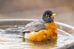 American-Robin-in-bird-bath-8502869