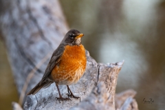 American-Robin