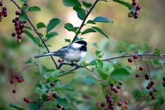 Black-Capped-Chickadee-2