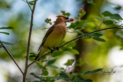 Bohemien-Waxwing-with-berry
