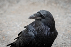 D757795-Raven-at-Bow-Lake-in-Banff