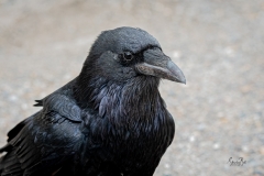 D757798-Raven-at-Bow-Lake-in-Banff