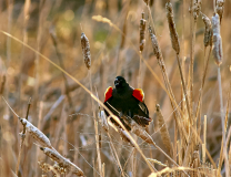 D759179-Redwing-Blackbird-calling