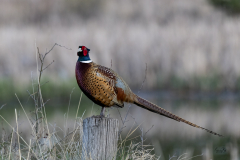 D8500896-Ring-Neck-Pheasant