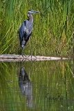 D850164-Great-Blue-Heron-Anglin-Lake-Saskatchewan