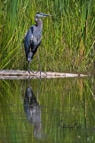 D850164-Great-Blue-Heron-Anglin-Lake-Saskatchewan