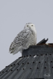 D8501907-Snowy-Owl-on-a-metal-silo