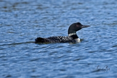 D850248-Common-Loon-Emma-Lake-Saskatchewan