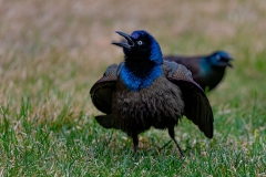 D8503254-Common-Grackle