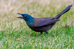 D8503275-Common-Grackle