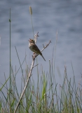 D8504195-Savanha-Sparrow-on-Branch