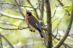 D8504228-Cedar-Waxwing-in-a-tree