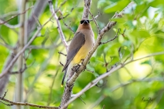 D8504281-Cedar-Waxwing-perched-in-a-hawthorne-tree