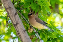 D8504345-Cedar-Waxwing-in-a-Manitoba-maple-tree