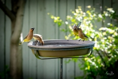 D8504414-Cedar-Waxwings-drinking-from-water-station