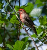 D8504493-Male-House-Finch-on-Branch