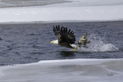 D8504523-Bald-Eagle-missed-capture