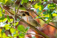 D8504531House-sparrow-chick-being-fed