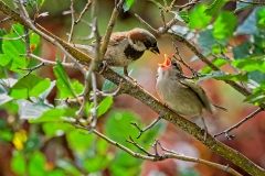 D8504541-House-sparrow-feeding-hungry-chick