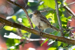 D8504558-House-Sparrow-female-on-branch