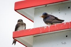 D8504596-Purple-Martin-with-insects-in-its-beak