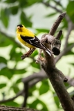 D8504608-Goldfinch-Male-on-branch