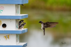 D8504634-Purple-Martin-chicks-waiting-for-momma-to-land