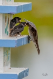 D8504635-Purple-Martin-chicks-being-fed