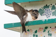 D8504661-Purple-Martin-chicks-being-fed-a-butterfly.-What-about-me
