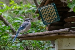 D8504699-Blue-Jay-perch-at-a-bird-feeder_